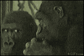 Nose picking ape gif – Hump day craze at PMSLweb.com