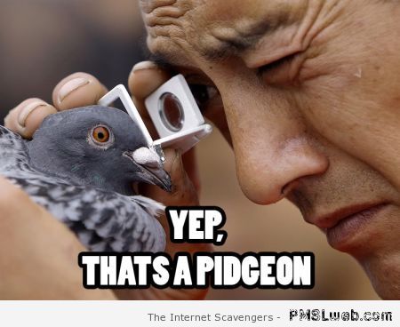 Funny pigeon meme at PMSLweb.com