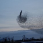 bird-cloud-gives-you-the-finger