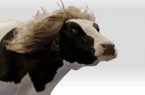 L’Oreal cow – Funny memes at PMSLweb.com