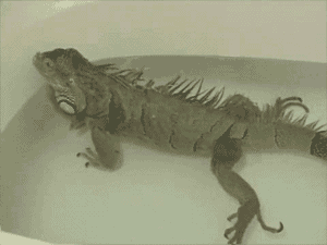 Farting Iguana – Monday hilarity at PMSLweb.com