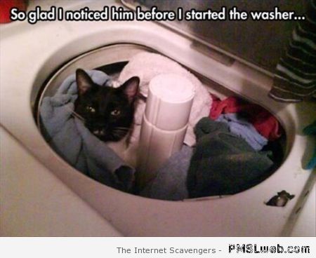 Cat in washing machine meme at PMSLweb.com