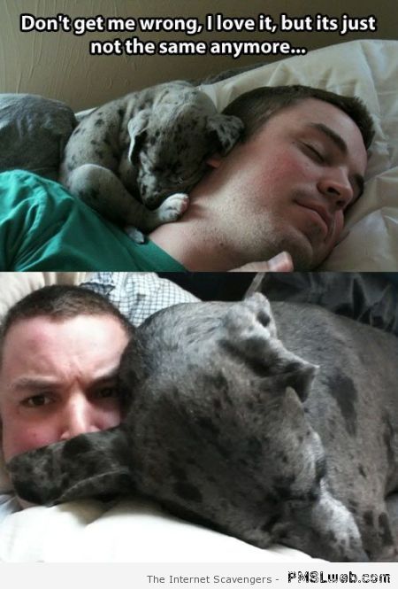 Sleeping with your dog meme at PMSLweb.com