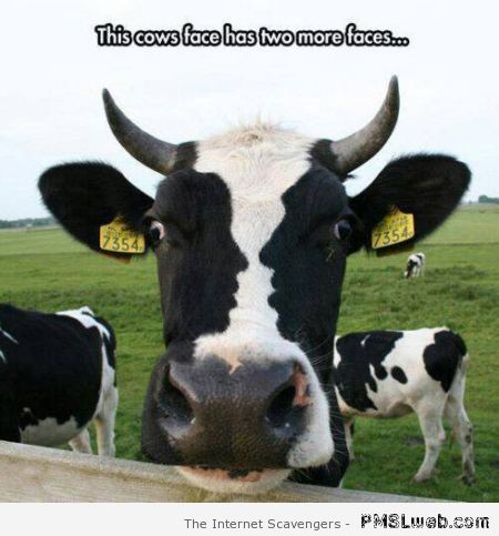 The cow with 2 extra faces at PMSLweb.com