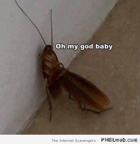 Funny horny cockroach at PMSLweb.com