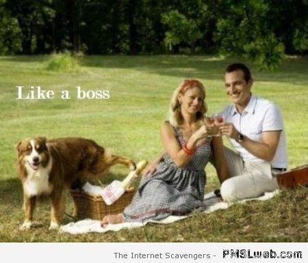 Dog like a boss at PMSLweb.com