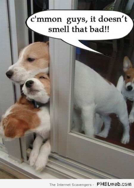 Funny dog fart at PMSLweb.com