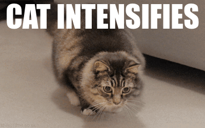 Cat intensifies gif at PMSLweb.com