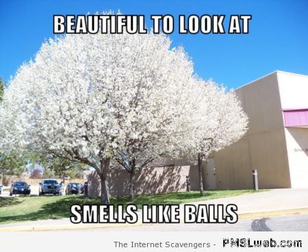 Smells like balls funny meme � Hump day funniness at PMSLweb.com