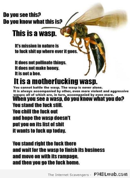 This is a wasp humor at PMSLweb.com