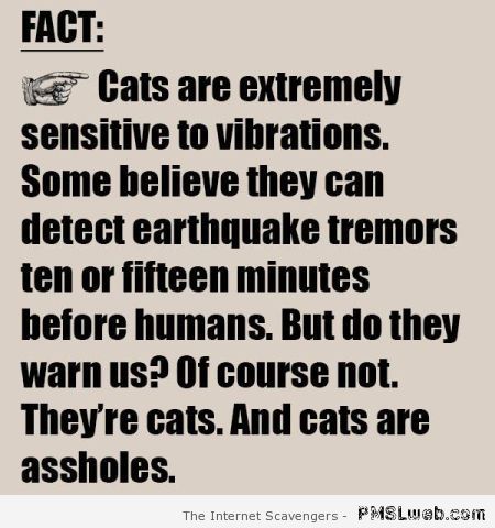 Cats are assholes humor at PMSLweb.com