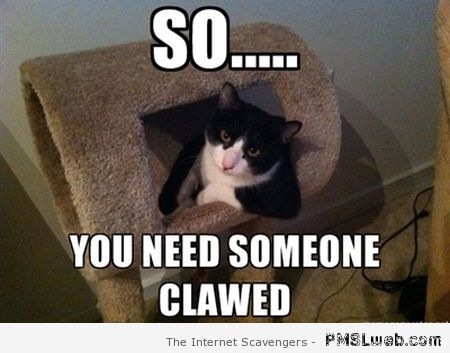 You need to be clawed meme – Funny cat pics at PMSLweb.com