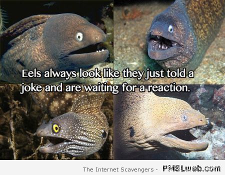 Funny eels meme at PMSLweb.com