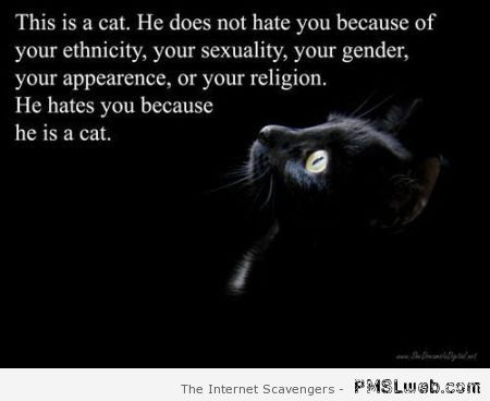 He hates you because he is a cat – Foolish Hump day at PMSLweb.com