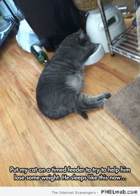 Cat on time feeder meme – Funny cat pics at PMSLweb.com