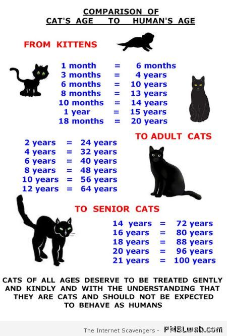 Cat age chart at PMSLweb.com
