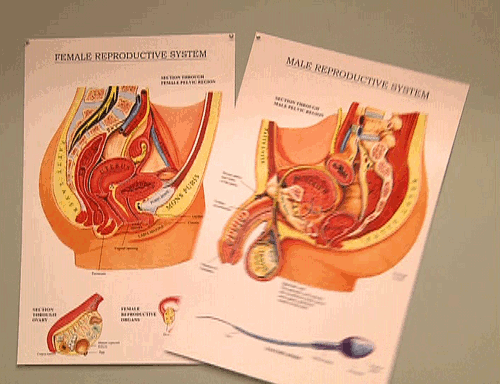Funny reproductive systems gif at PMSLweb.com