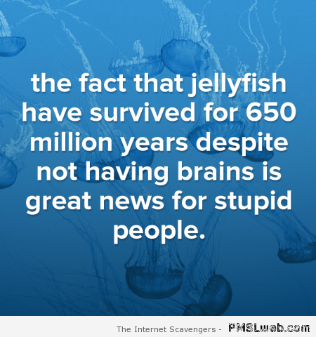 Jellyfish and stupid people – Rated WTF at PMSLweb.com