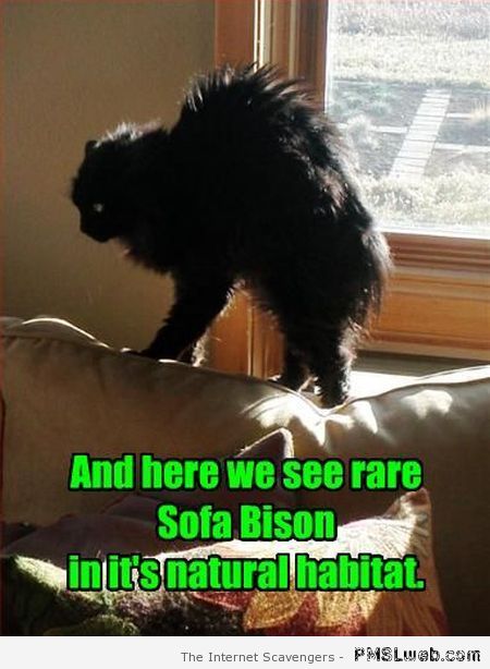 Sofa bison – Funny cat pics at PMSLweb.com