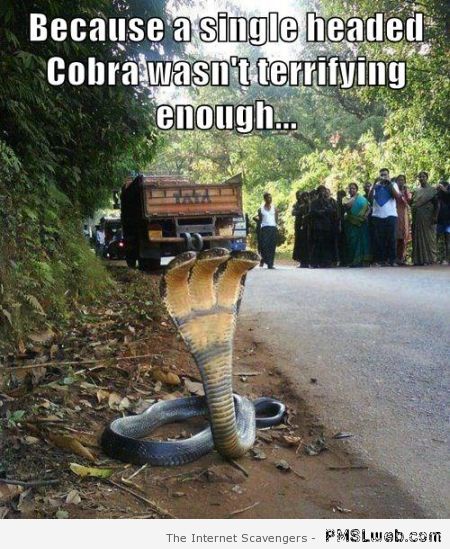 Three headed cobra meme – Reckless Monday at PMSLweb.com