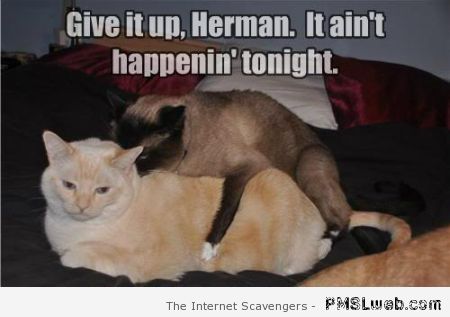 It ain’t happening tonight cat meme at PMSLweb.com