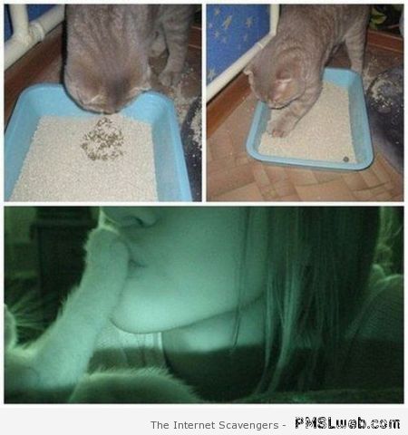 Funny cat kiss my paw at PMSLweb.com