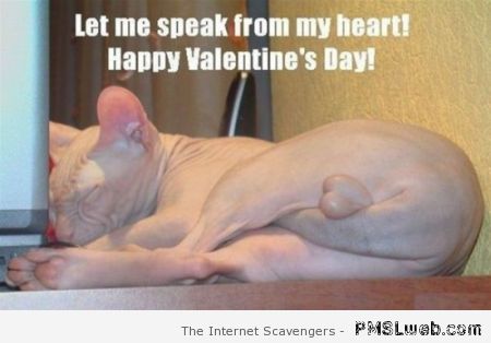 Funny cat valentine day meme at PMSLweb.com