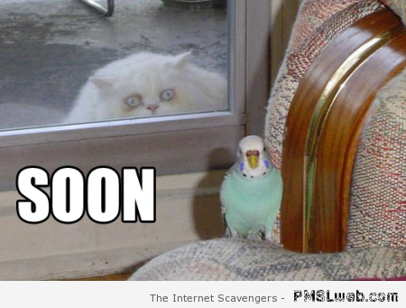 Soon funny cat meme at PMSLweb.com