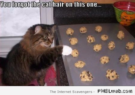 Cat hair funny meme at PMSLweb.com