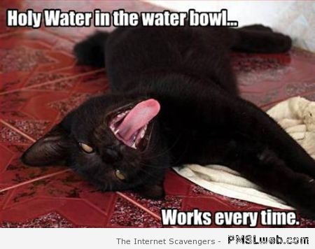 Holy water funny cat meme at PMSLweb.com