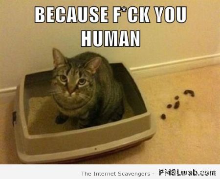 Because f*ck you human cat meme at PMSLweb.com