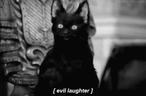 Salem cat evil laughter – Funny cat pics at PMSLweb.com