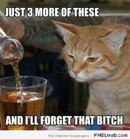 Drunken cat meme at PMSLweb.com