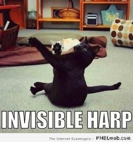 Invisible harp cat meme at PMSLweb.com