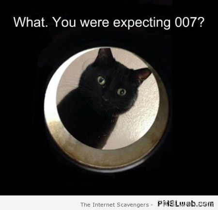 Funny 007 cat at PMSLweb.com