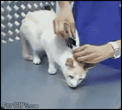 How to immobilize your cat at PMSLweb.com