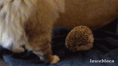 Cat and hedgehog funny gif – Wild Monday pictures at PMSLweb.com