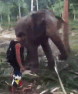Elephant face punch – Happy Monday vibes at PMSLweb.com