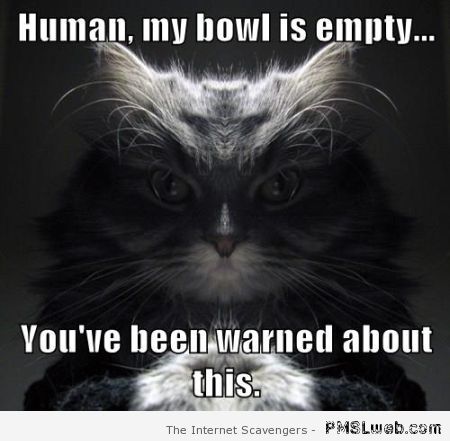 My bowl is empty cat meme – Funny images at PMSLweb.com