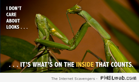 Funny praying mantis meme at PMSLweb.com