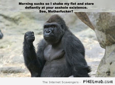 Funny rude gorilla at PMSLweb.com