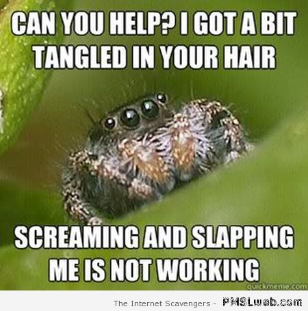 Funny spider meme at PMSLweb.com