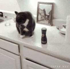 Cat is an a**hole gif at PMSLweb.com