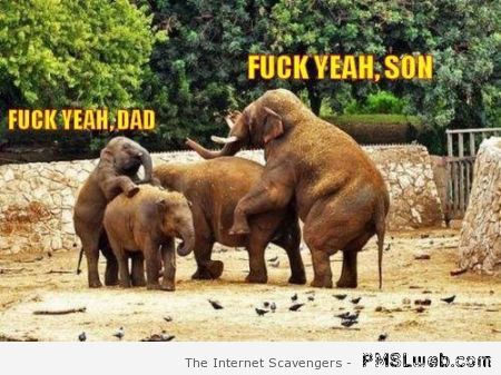 Elephant and son meme – Friday madness at PMSLweb.com