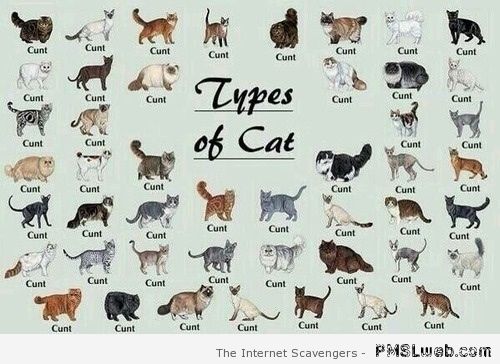 Types of cats humor at PMSLweb.com