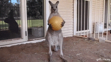 Badass kangaroo gif – Friday madness at PMSLweb.com