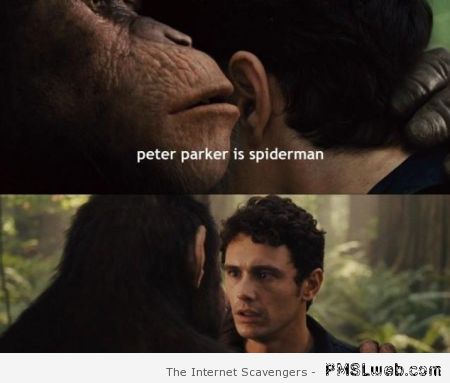 Peter Parker is Spiderman planet of the apes humor at PMSLweb.com