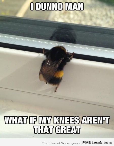 Funny bee meme at PMSLweb.com