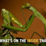 Praying-mantis-what-s-on-the-inside-that-counts-meme