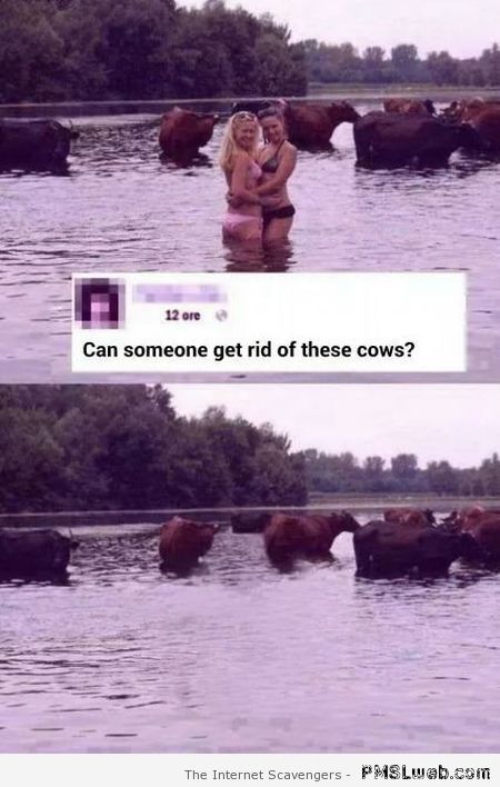 Can someone get rid of these cows funny at PMSLweb.com